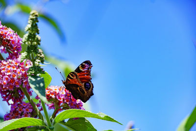 Close-up of butterfly pollinating on purple flower