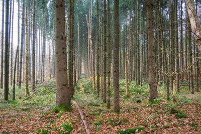 Trees in forest