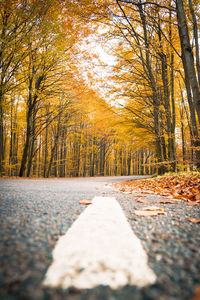 An autumn forest road adorned with yellow and orange leaves. ideal for seasonal and nature projects.