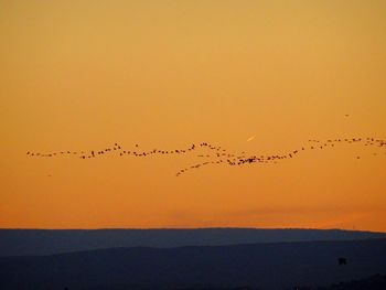 Silhouette birds flying over sea against sky during sunset
