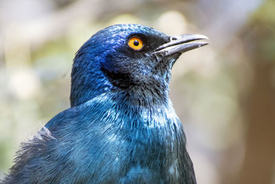 Close-up of a bird