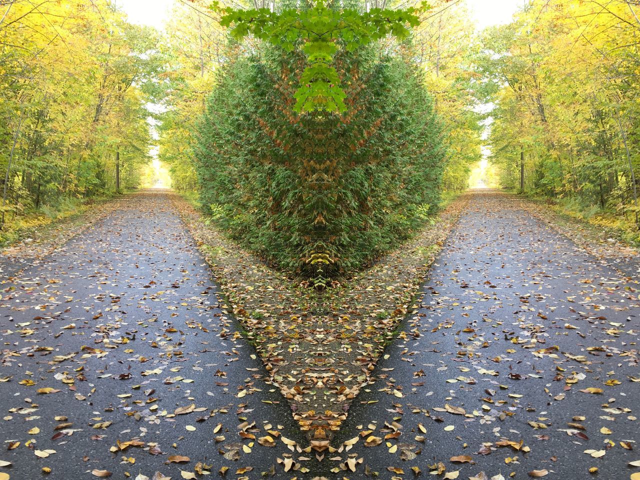 FOOTPATH AMIDST LEAVES IN PARK