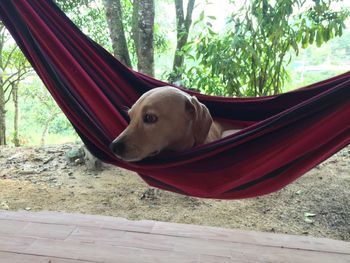 Dog looking away while sitting on land