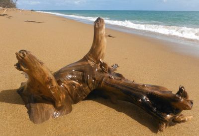 View of crab on beach