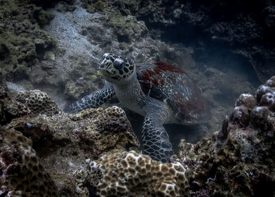 View of turtle in sea