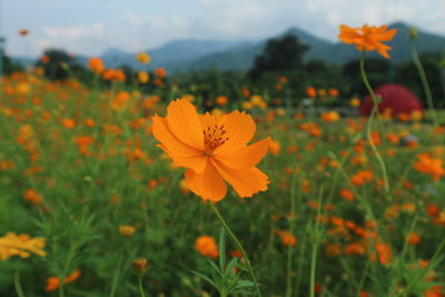 Close-up of yellow cosmos flower blooming in field