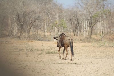 Horse walking in a field