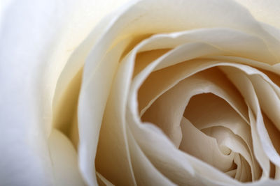 Close-up of white rose