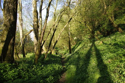 Trees growing in forest