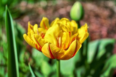 Close-up of yellow tulip