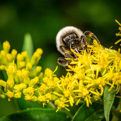 Close-up of bee pollinating on yellow flower