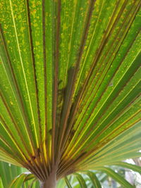 Full frame shot of palm tree