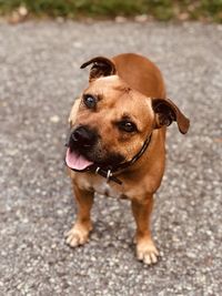 Dog standing on road