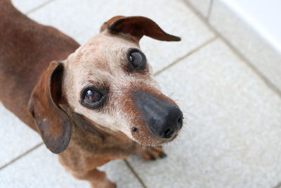 Close-up portrait of a dog