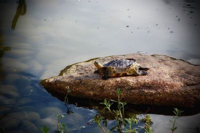 High angle view of crab on lake