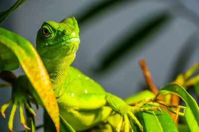 Close-up of green lizard