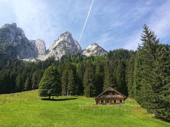 Panoramic view of pine trees against sky