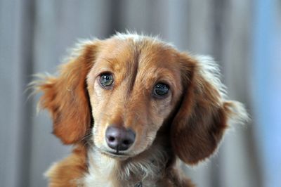 Close-up portrait of dachshund dog