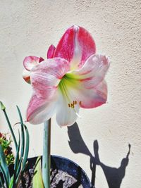 Close-up of pink flowers