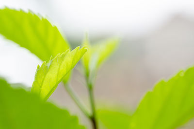 Close-up of fresh green leaves