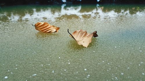 Close-up of crab in lake