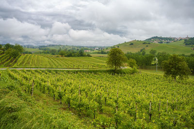 Scenic view of agricultural field against sky