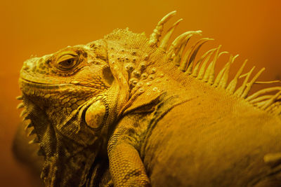 Close-up of iguana