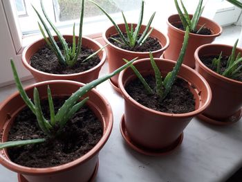 High angle view of potted plants