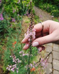 Close-up of hand holding purple flowering plant