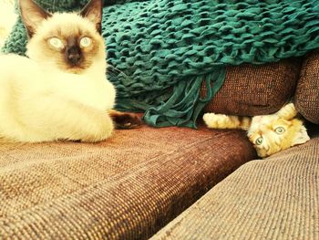 Portrait of cat sitting on carpet