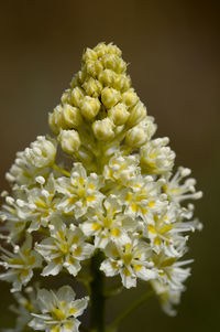 Close-up of yellow flowering plant against black background