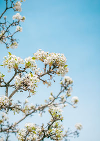 Low angle view of cherry blossom against clear sky