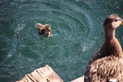 High angle view of turtle swimming in lake