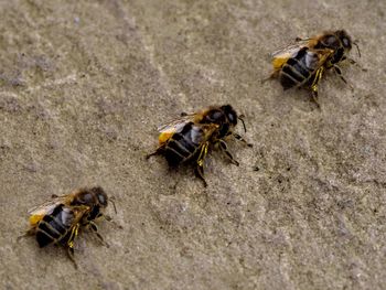 High angle view of bee