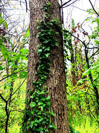 Low angle view of tree trunks in forest