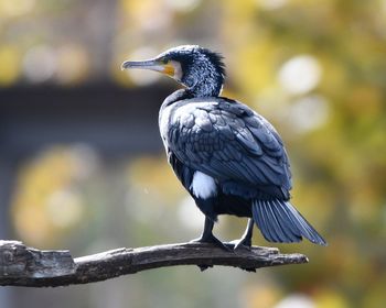 Close-up of bird perching on branch