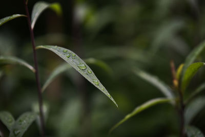 Close-up of wet plant