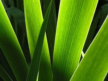 Close-up of palm leaves