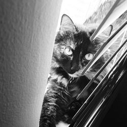 Close-up portrait of cat