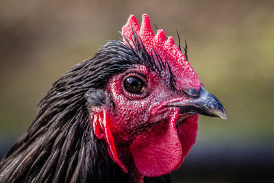 Close-up of chicken