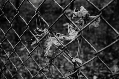 Dry plant on chainlink fence