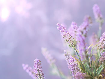 Purple lavender with bright soft light 