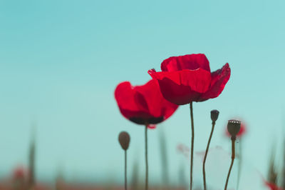 Close-up of red rose against blue sky