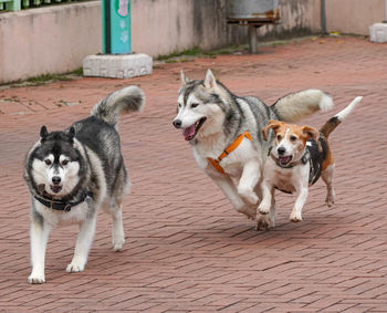 View of two dogs