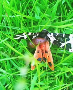 Close-up of insect on grassy field