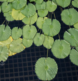 High angle view of lotus water lily leaves floating on water