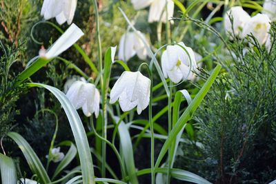 Close-up of crocus flowers blooming on field