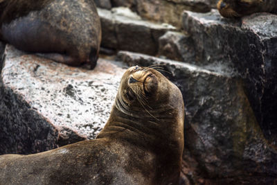 Close-up of seal