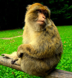 Close-up of gorilla sitting on land