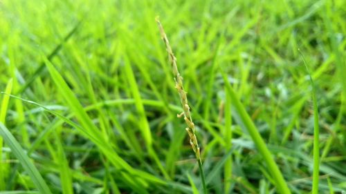 Close-up of grass growing on field